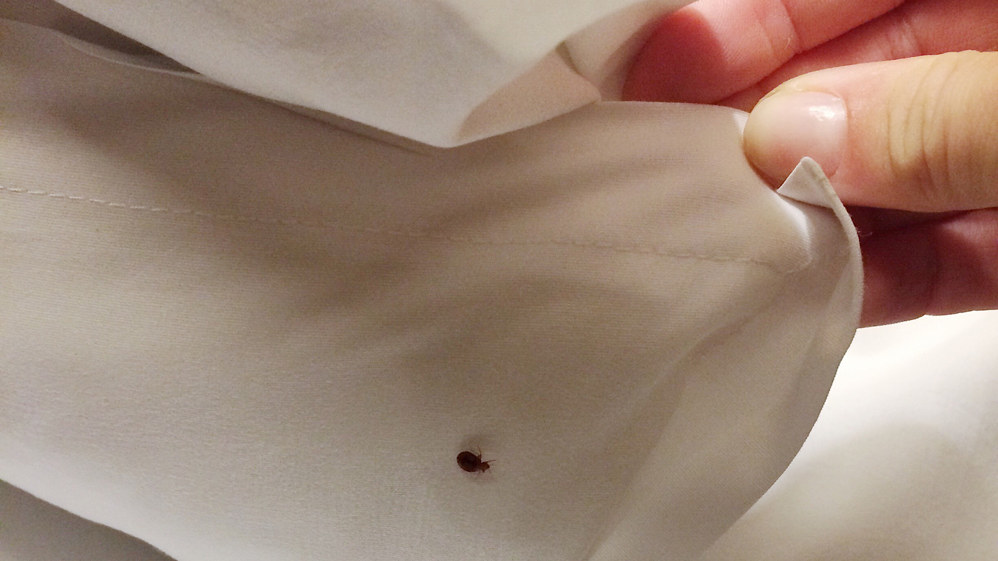 Bedbugs In Motorhomes Bedbug Bedding
